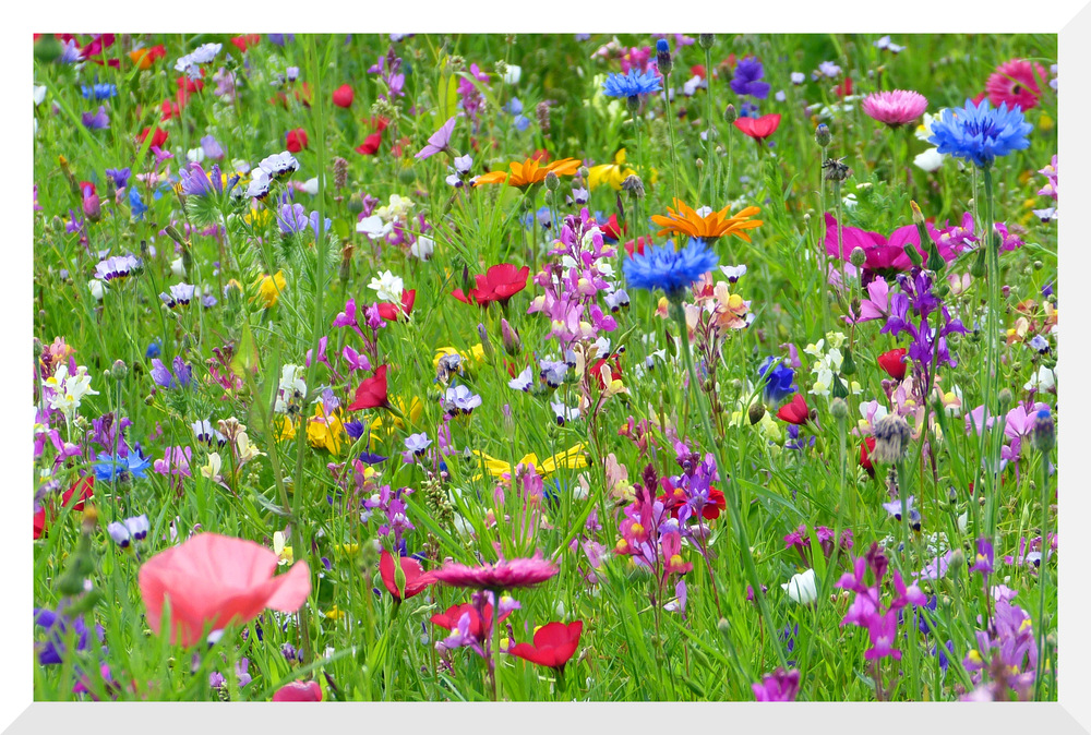 Bilder-Thread blumenwiese-8fd39444-64b4-494c-9f42-89a8