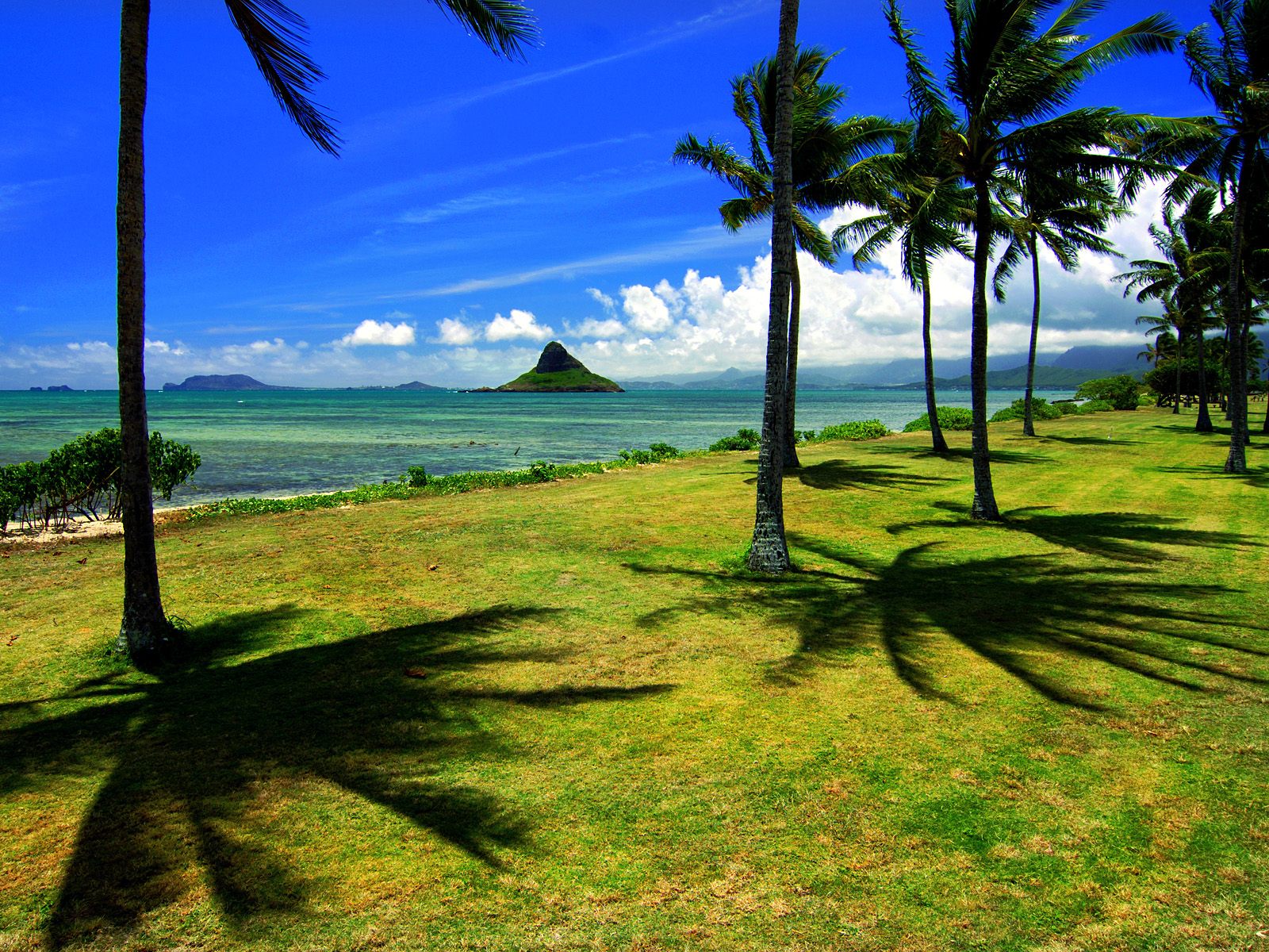 Bilder-Thread wallpaper hawaii animaatjes-65