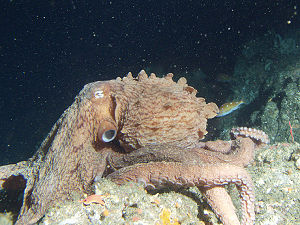 300px Enteroctopus dolfeini