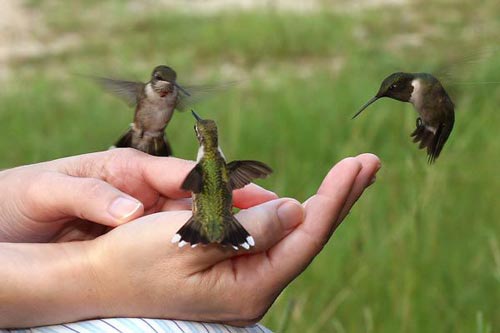 Bilder-Thread kolibri03