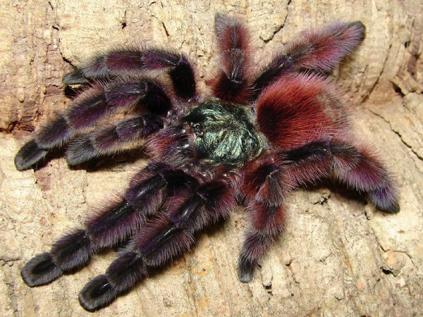 Avicularia-versicolor