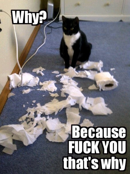 Why-Do-Cats-Attack-the-Toilet-Paper-Roll