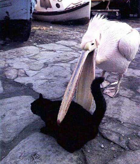 pelicowned