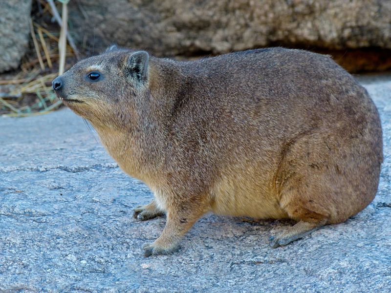 800px Rock Hyrax 28Procavia capensis 29 