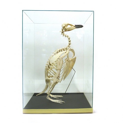 skelet-Magelhaen-pinguC3AFn-500x500