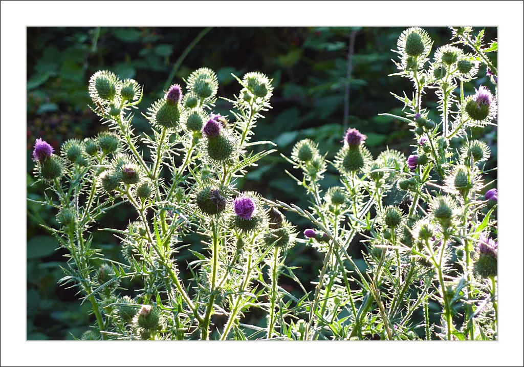 Bilder-Thread Disteln im Gegenlicht 20090716 173646 DM
