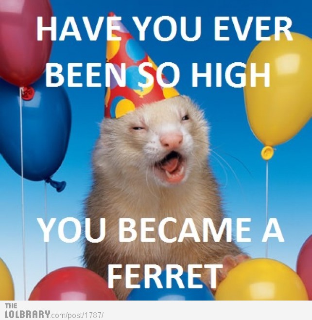 ever-been-so-high-you-became-a-ferret-17