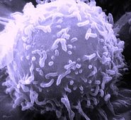 653px-SEM Lymphocyte PubDomain 92b67da54