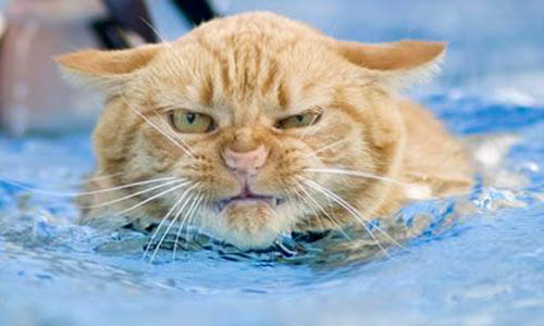 Bilder-Thread 14feaa cat-in-pool