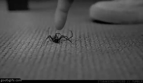 Funny-gifs-strong-spider
