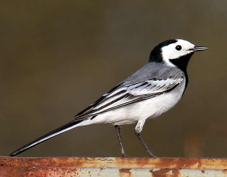 26b85a White-Wagtail - Kopie