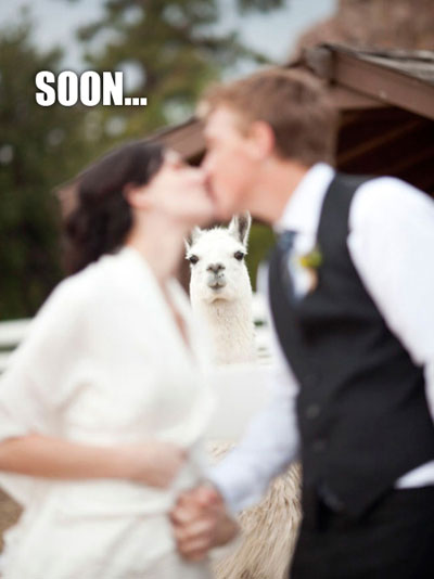 Bilder-Thread soon-wedding-llama