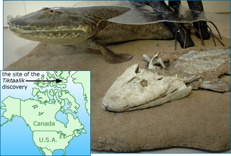 tiktaalik reconstruction