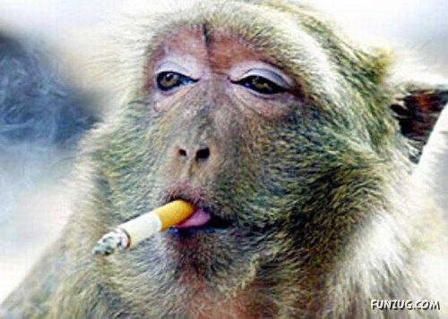 monkeys with cigarettes 02