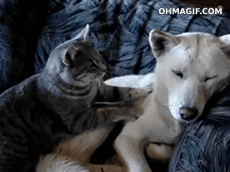 cute-cat-massaging-dog