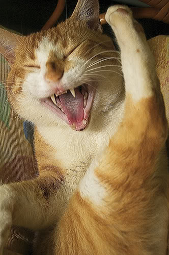 laughing-cat