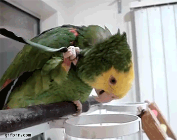 1393532922 parrot uses own feather to sc