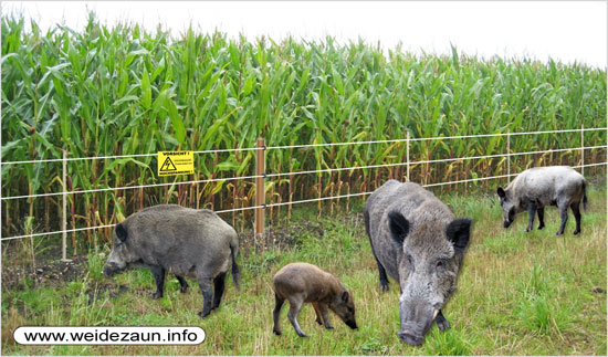 wildschweine-am-weidezaun