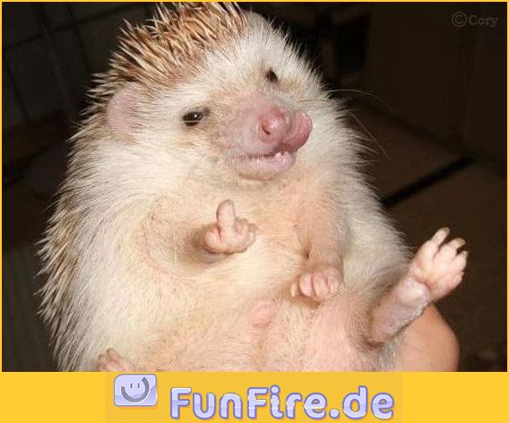 fieser-igel