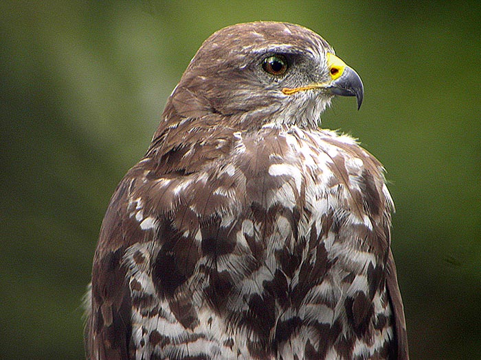 Maeusebussard-ad-Portraet-01  ClausKoeni