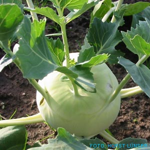 kohlrabi