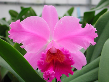 CATTLEYA HYBRIDE