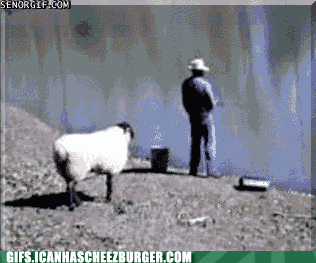 funny-animal-gifs-buck-in-the-back