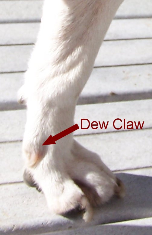 dew claw