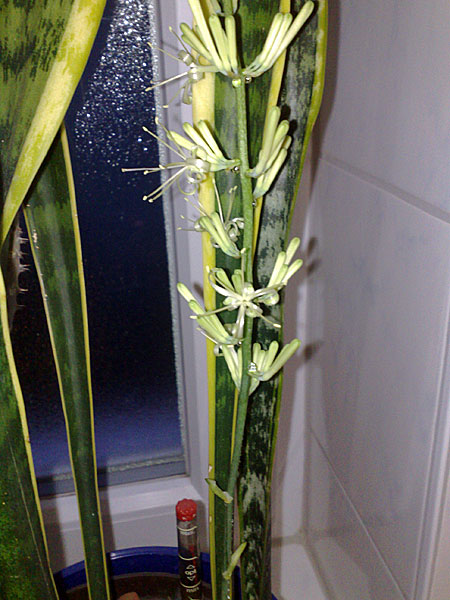 sansevieria bltenstand2