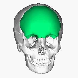 Frontal bone animation
