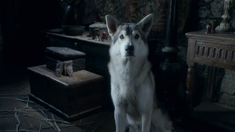 Schattenwolf Nymeria