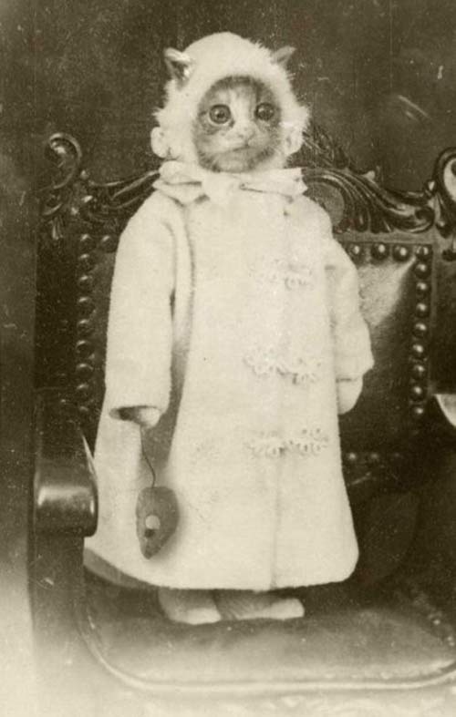weird-Vintage-photos-cat-portrait