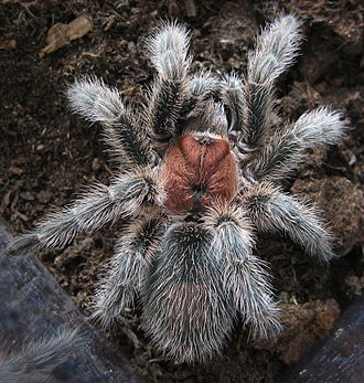 330px Grammostola rosea subadult 4 cropp