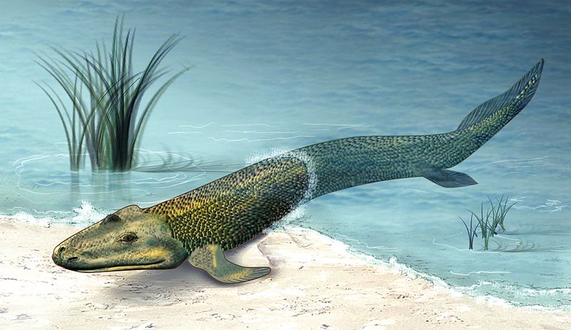 800px-Tiktaalik roseae life restor