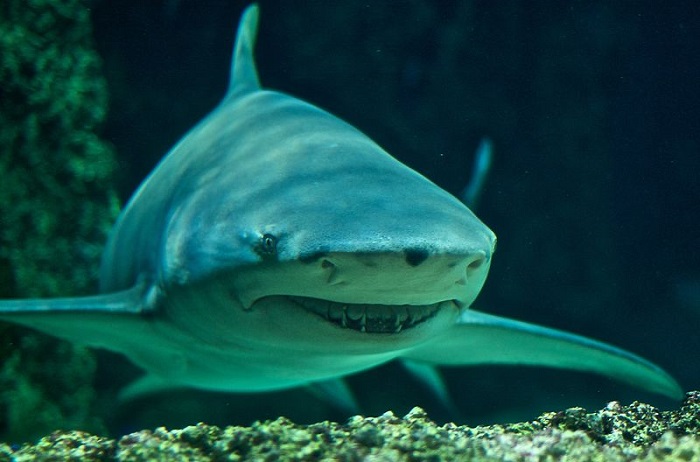 Bilder-Thread sharks-prefer-attacking-their-prey-from-