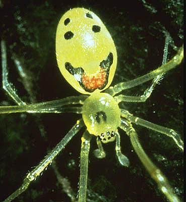 spiderlg