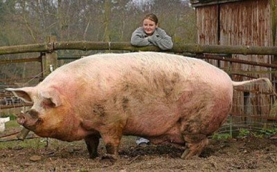 tiere-schweine