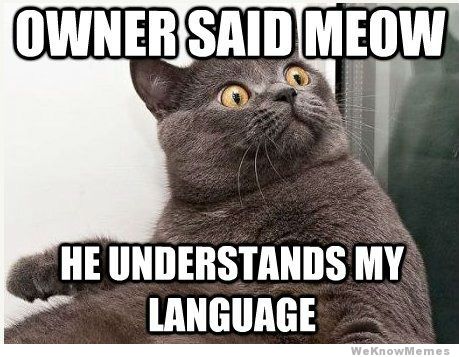 Bilder-Thread conspiracy-cat-meme