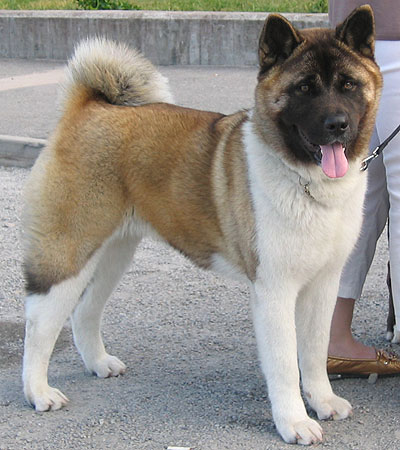 japanese american akita h07