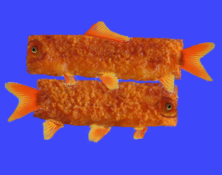 Klotzfische