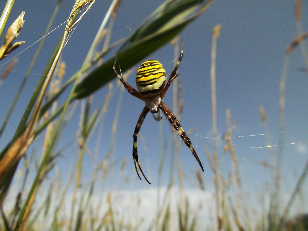 acefef Tigerspinne 027