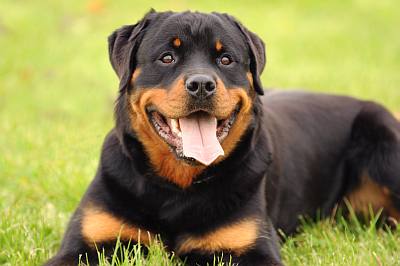 6380582287 Rottweiler2K-U.Haessler-Fotol