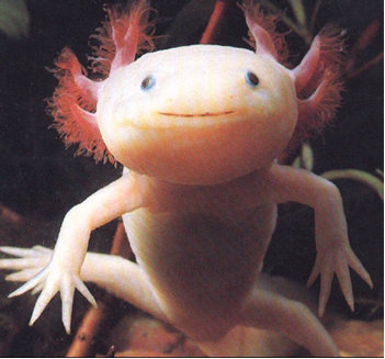 axolotl-1