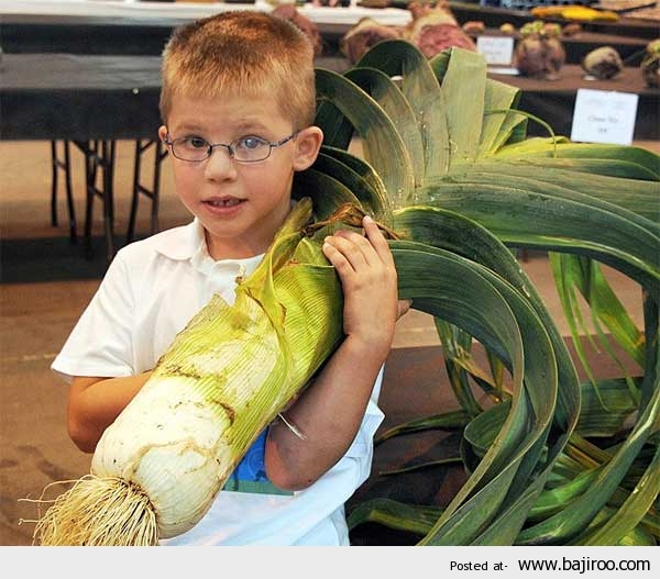 Very-heavy-vegetables-largest-giant-vege