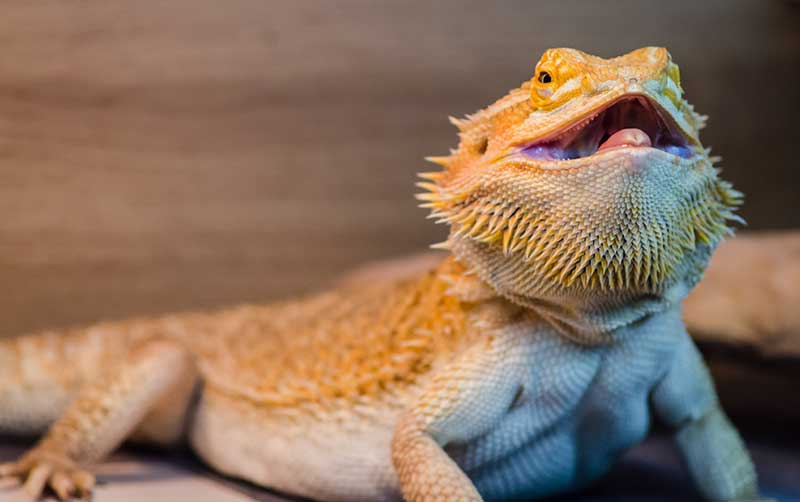 bearded-dragon-behavior