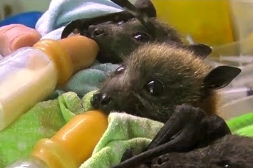orphaned-baby-bats-will-brighten-your-da