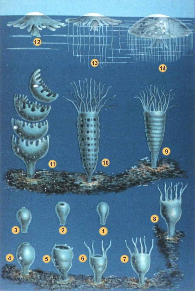 640px-Schleiden-meduse-2