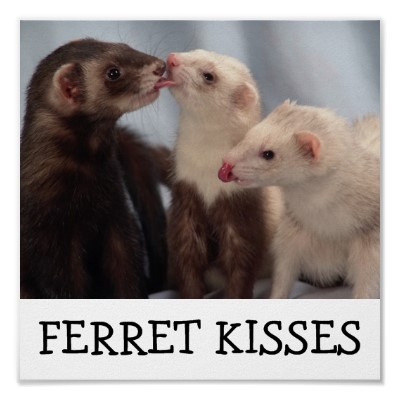 ferret kisses poster-r9882437659ce431fbd