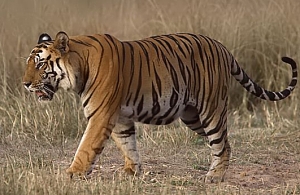 Tigerramki