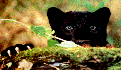 blk-panther